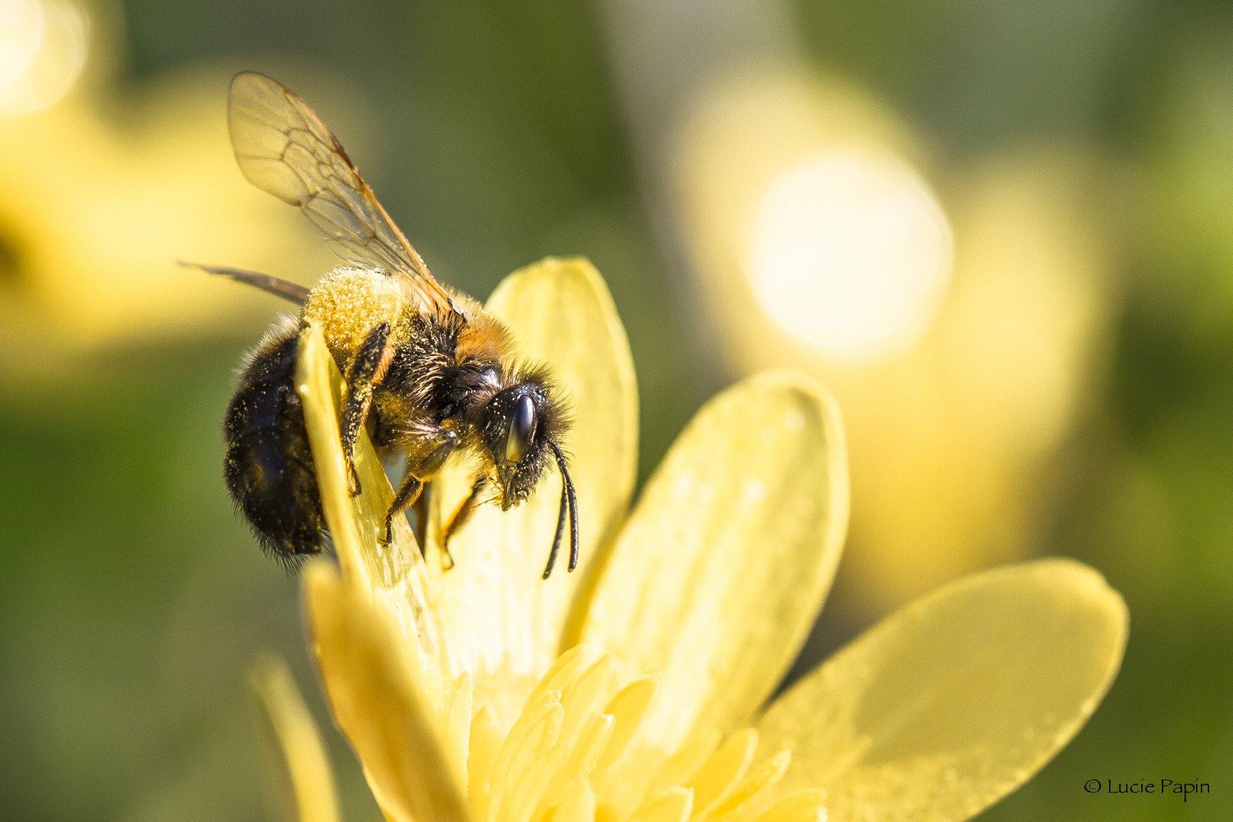 [Calais] Exposition sur les Pollinisateurs