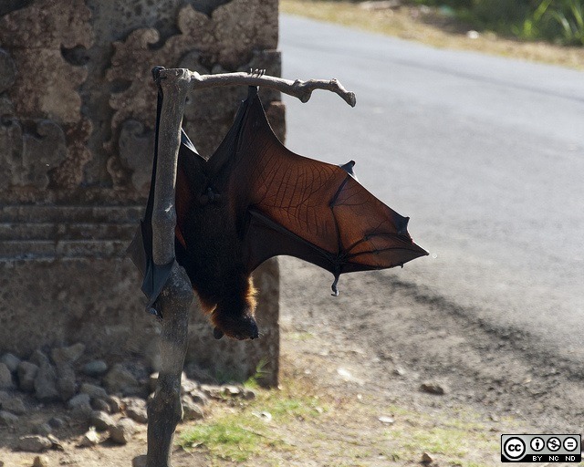 A la rencontre des chauves-souris