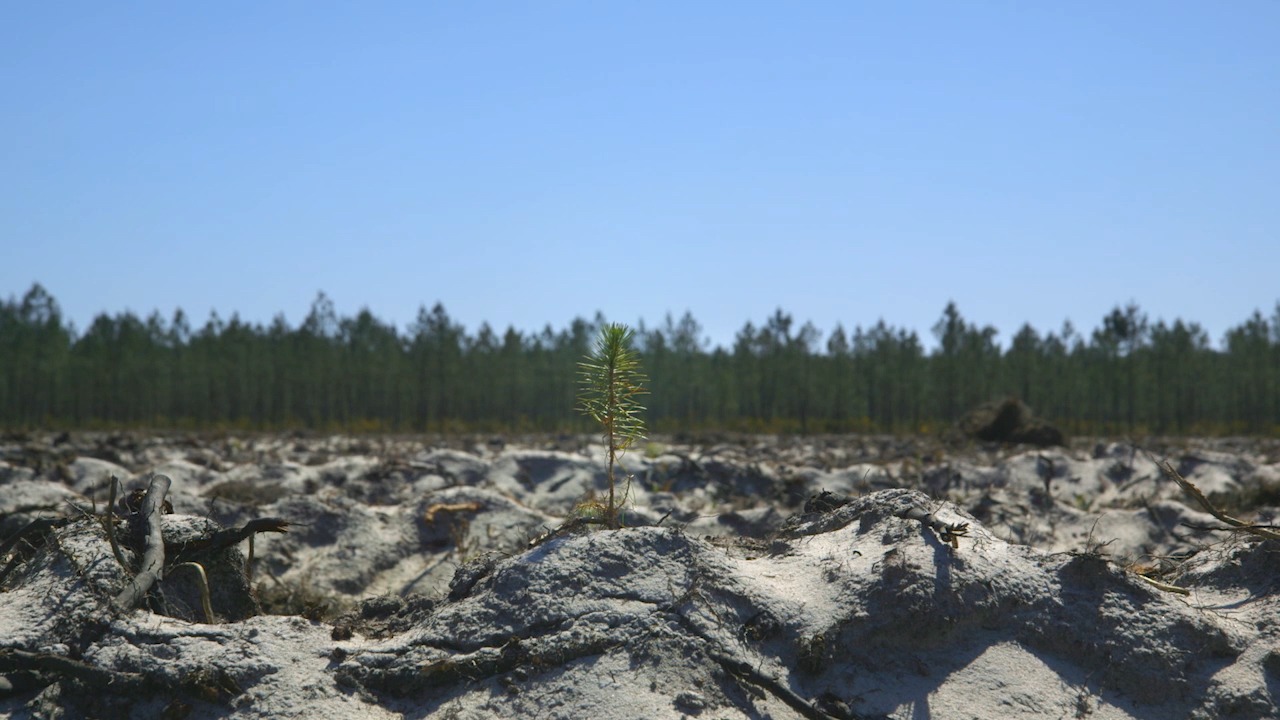 [Projection] Le temps des forêts – Découvrez le bilan national du Mois du film doc !