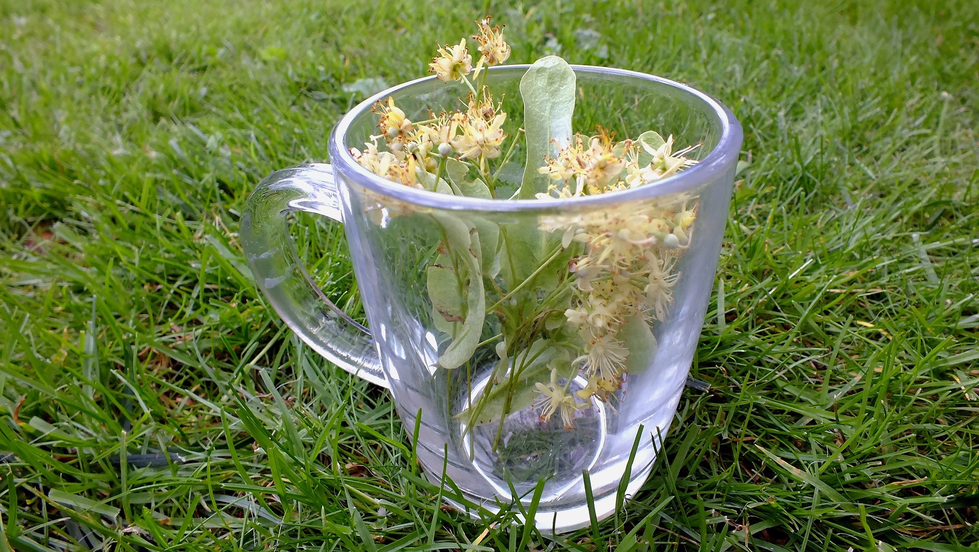 Des plantes en tisane… Des plantes en tisane…
