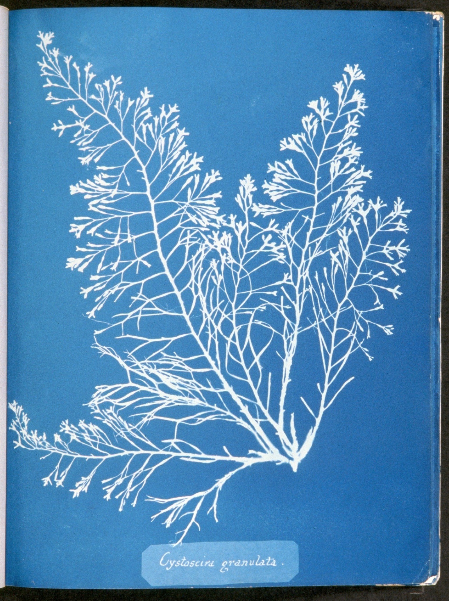 Anna Atkins, photographe botaniste