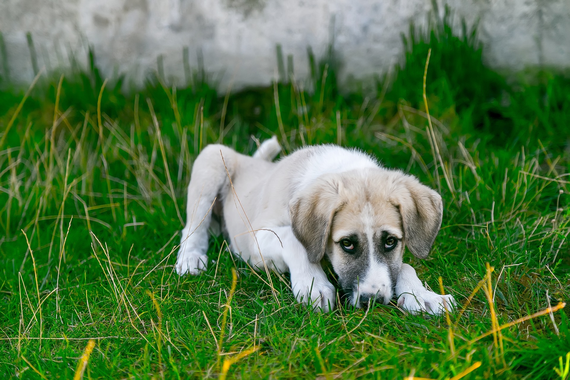 Lutte contre la maltraitance animale